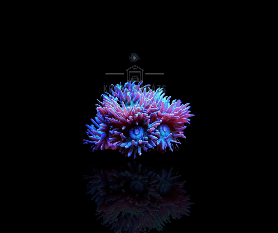 Duncanopsammia Axifuga